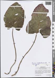 Rumex confertus Willd., Eastern Europe, Middle Volga region (E8) (Russia)
