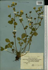 Potentilla asperrima Turcz., Siberia, Yakutia (S5) (Russia)