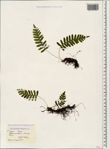Polypodium vulgare L., Caucasus, Abkhazia (K4a) (Abkhazia)