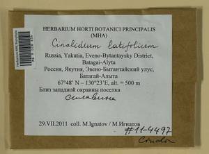 Cinclidium latifolium Lindb., Bryophytes, Bryophytes - Yakutia (B19) (Russia)