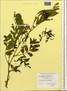 Galega officinalis L., Caucasus, Black Sea Shore (from Novorossiysk to Adler) (K3) (Russia)