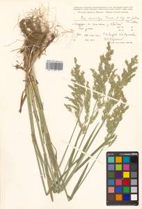 Poa macrocalyx Trautv. & C.A.Mey., Siberia, Russian Far East (S6) (Russia)