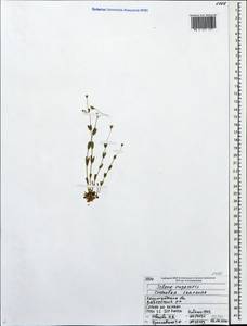 Atocion rupestre (L.) Oxelman, Eastern Europe, North-Western region (E2) (Russia)