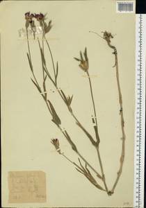 Agrostemma githago L., Eastern Europe, Central forest-and-steppe region (E6) (Russia)