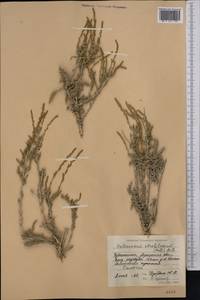 Halocnemum strobilaceum (Pall.) M. Bieb., Middle Asia, Syr-Darian deserts & Kyzylkum (M7)