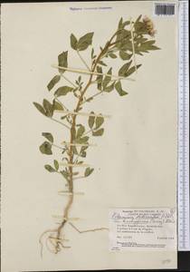 Polanisia dodecandra, America (AMER) (United States)