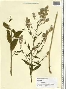 Lepidium latifolium L., Eastern Europe, Moldova (E13a) (Moldova)