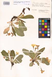 Primula vulgaris Huds., Crimea (KRYM) (Russia)