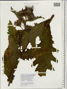 Cirsium sychnosanthum Petr., Caucasus, Stavropol Krai, Karachay-Cherkessia & Kabardino-Balkaria (K1b) (Russia)