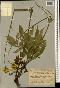 Cephalaria gigantea (Ledeb.) Bobrov, Caucasus, South Ossetia (K4b) (South Ossetia)