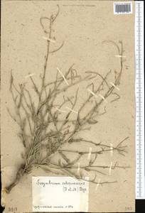 Sisymbrium subspinescens Bunge, Middle Asia, Muyunkumy, Balkhash & Betpak-Dala (M9) (Kazakhstan)