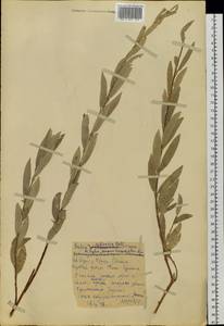 Salix rosmarinifolia L., Siberia, Altai & Sayany Mountains (S2) (Russia)
