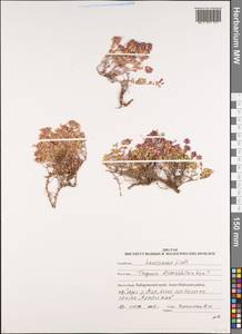 Thymus reverdattoanus Serg., Siberia, Russian Far East (S6) (Russia)