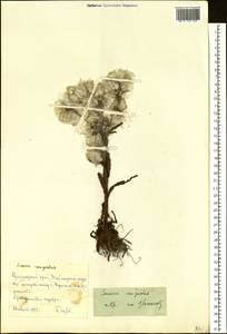 Tephroseris palustris (L.) Fourr., Siberia, Central Siberia (S3) (Russia)