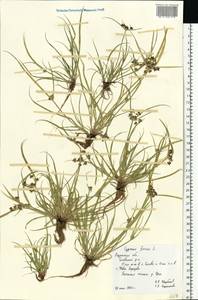 Cyperus fuscus L., Eastern Europe, Central region (E4) (Russia)