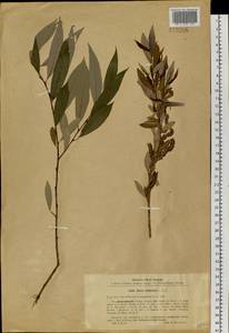 Salix triandra L., Siberia, Baikal & Transbaikal region (S4) (Russia)