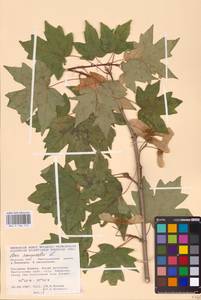 Acer campestre L., Eastern Europe, Central forest-and-steppe region (E6) (Russia)