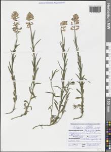 Polygala major Jacq., Caucasus, Black Sea Shore (from Novorossiysk to Adler) (K3) (Russia)