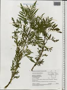 Ambrosia artemisiifolia L., Eastern Europe, Central region (E4) (Russia)