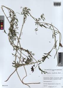 KUZ 001 474, Astragalus ceratoides M. Bieb., Siberia, Altai & Sayany Mountains (S2) (Russia)