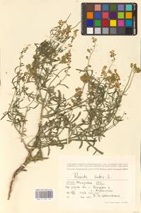 Reseda lutea L., Eastern Europe, Moldova (E13a) (Moldova)