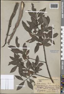 Salix cinerea L., Eastern Europe, Lower Volga region (E9) (Russia)