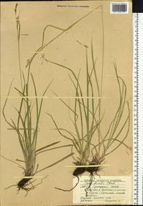 Carex arnellii Christ ex Scheutz, Siberia, Yakutia (S5) (Russia)