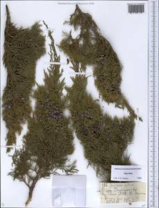 Juniperus sabina L., Middle Asia, Dzungarian Alatau & Tarbagatai (M5) (Kazakhstan)
