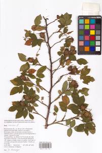 Rosa canina L., Eastern Europe, Central forest-and-steppe region (E6) (Russia)