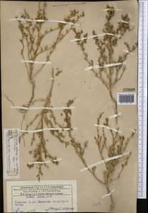 Climacoptera korshinskyi (Drobow) Botsch., Middle Asia, Muyunkumy, Balkhash & Betpak-Dala (M9) (Kazakhstan)