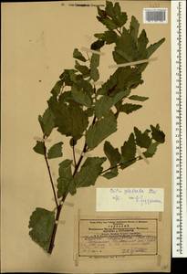 Celtis glabrata Steven ex Planch., Caucasus, Azerbaijan (K6) (Azerbaijan)