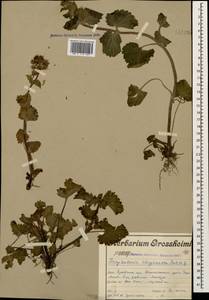 Scrophularia chrysantha Jaub. & Sp., Caucasus, Armenia (K5) (Armenia)