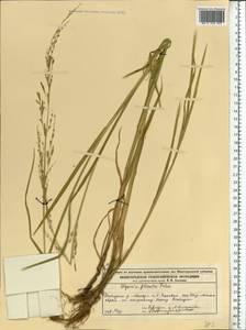 Glyceria notata Chevall., Eastern Europe, Central forest region (E5) (Russia)