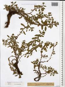 Polygonum cognatum subsp. cognatum, Caucasus, Georgia (K4) (Georgia)
