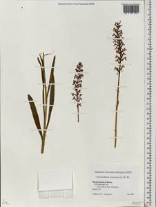 Gymnadenia conopsea (L.) R.Br., Eastern Europe, Moscow region (E4a) (Russia)