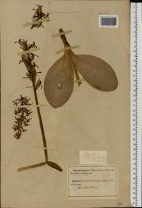 Platanthera bifolia (L.) Rich., Eastern Europe, Northern region (E1) (Russia)