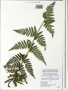 Dryopteris carthusiana (Vill.) H. P. Fuchs, Eastern Europe, North-Western region (E2) (Russia)