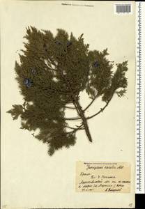 Juniperus excelsa M.Bieb., Crimea (KRYM) (Russia)