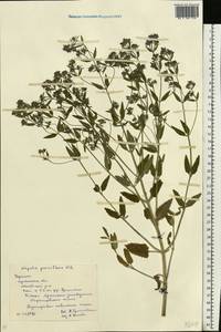 Nepeta ucranica subsp. parviflora (M.Bieb.) M.Masclans, Eastern Europe, North Ukrainian region (E11) (Ukraine)