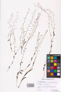 MHA 0 153 111, Myosotis laxa subsp. laxa, Eastern Europe, Central region (E4) (Russia)