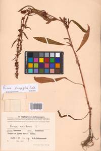 Rumex stenophyllus Ledeb., Eastern Europe, South Ukrainian region (E12) (Ukraine)