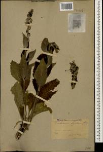 Verbascum lychnitis L., Caucasus, Stavropol Krai, Karachay-Cherkessia & Kabardino-Balkaria (K1b) (Russia)