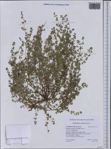 Euphorbia chamaesyce L., Western Europe (EUR) (Greece)