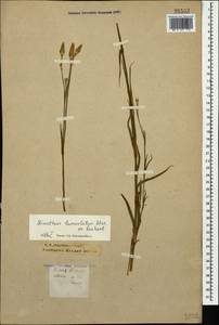 Dianthus pallens M. Bieb., Caucasus, Krasnodar Krai & Adygea (K1a) (Russia)