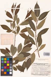 Salix pentandra L., Siberia, Western Siberia (S1) (Russia)