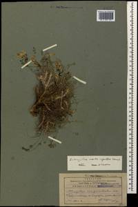 Astragalus montis-aquilae Grossh., Caucasus, Azerbaijan (K6) (Azerbaijan)