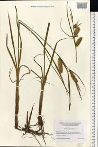 Carex vesicaria L., Eastern Europe, Western region (E3) (Russia)