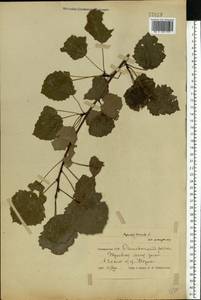 Populus tremula L., Eastern Europe, Belarus (E3a) (Belarus)