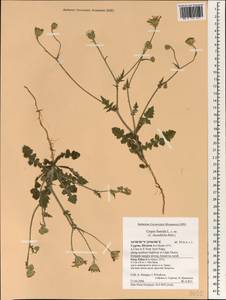Crepis foetida, South Asia, South Asia (Asia outside ex-Soviet states and Mongolia) (ASIA) (Cyprus)
