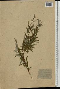 Salix rosmarinifolia L., Eastern Europe, Moscow region (E4a) (Russia)